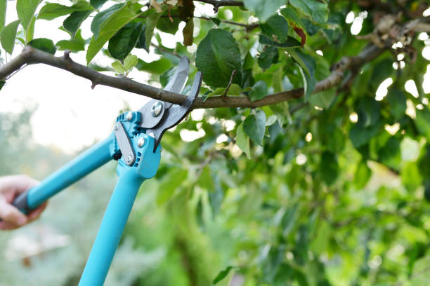 Tree Service Company in Five Points, NC